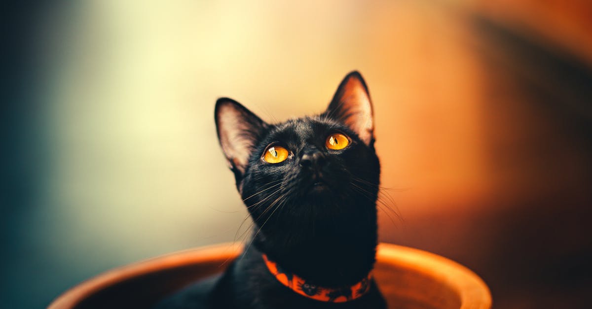 découvrez notre collection de colliers pour chats, alliant style et confort. offrez à votre félin un accessoire unique qui garantit sécurité et personnalisation. idéal pour les aventures extérieures ou les moments de doux cocooning à la maison.