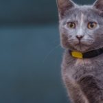 Pourquoi choisir un collier adapté pour votre chat : conseils et recommandations