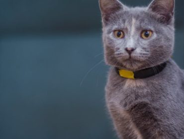 découvrez notre collection de colliers pour chats, alliant style et confort. offrez à votre compagnon félin un accessoire tendance et sécurisé, idéal pour ses sorties en toute tranquillité. parcourez notre sélection dès maintenant !