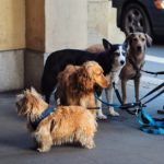 Découvrez les meilleurs colliers pour chiens : Guide et conseils d’experts