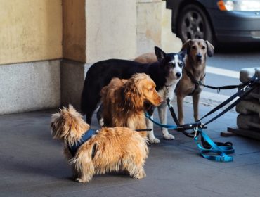 découvrez notre sélection de colliers pour chien alliant style, confort et sécurité. trouvez le collier parfait pour votre fidèle compagnon, adapté à toutes les tailles et personnalités.