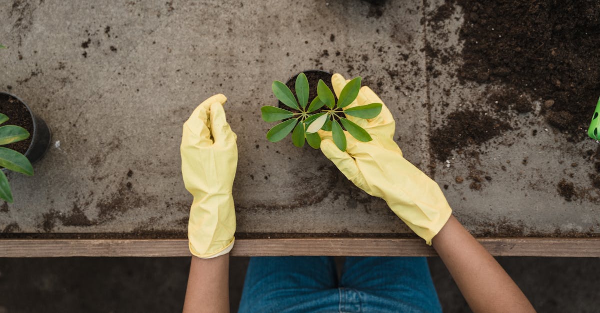 découvrez l'univers chaleureux et authentique de la terracotta. cette matière intemporelle, prisée pour sa beauté naturelle et sa polyvalence, apporte une touche d'élégance à votre décoration intérieure et extérieure. explorez nos collections inspirantes de pots, carrelages et accessoires en terracotta pour illuminer votre espace de vie.