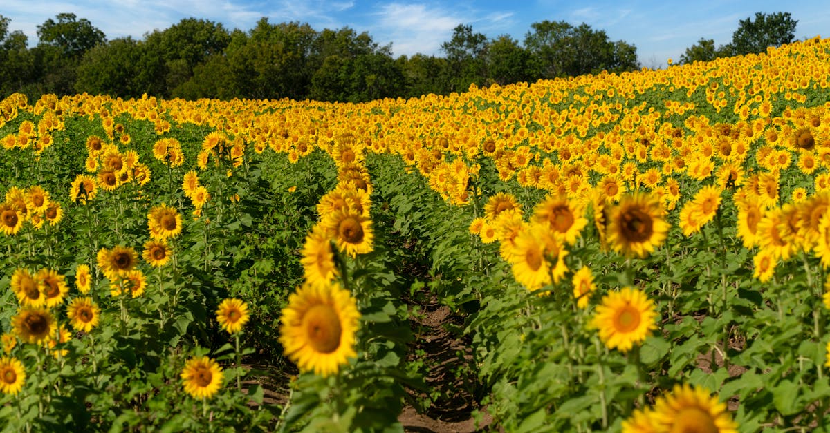 découvrez les bienfaits du soleil sur la santé : vitamine d, amélioration de l’humeur et bien-être général. profitez du soleil en toute sécurité pour tirer parti de ses avantages.