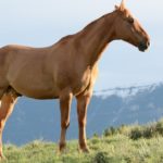 Toute l’actualité et les conseils sur le monde animal avec Animaux Magazine