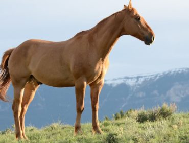 découvrez tout sur le monde animal : informations, curiosités, conseils et actualités sur les animaux domestiques et sauvages. explorez la diversité et les secrets fascinants du règne animal !