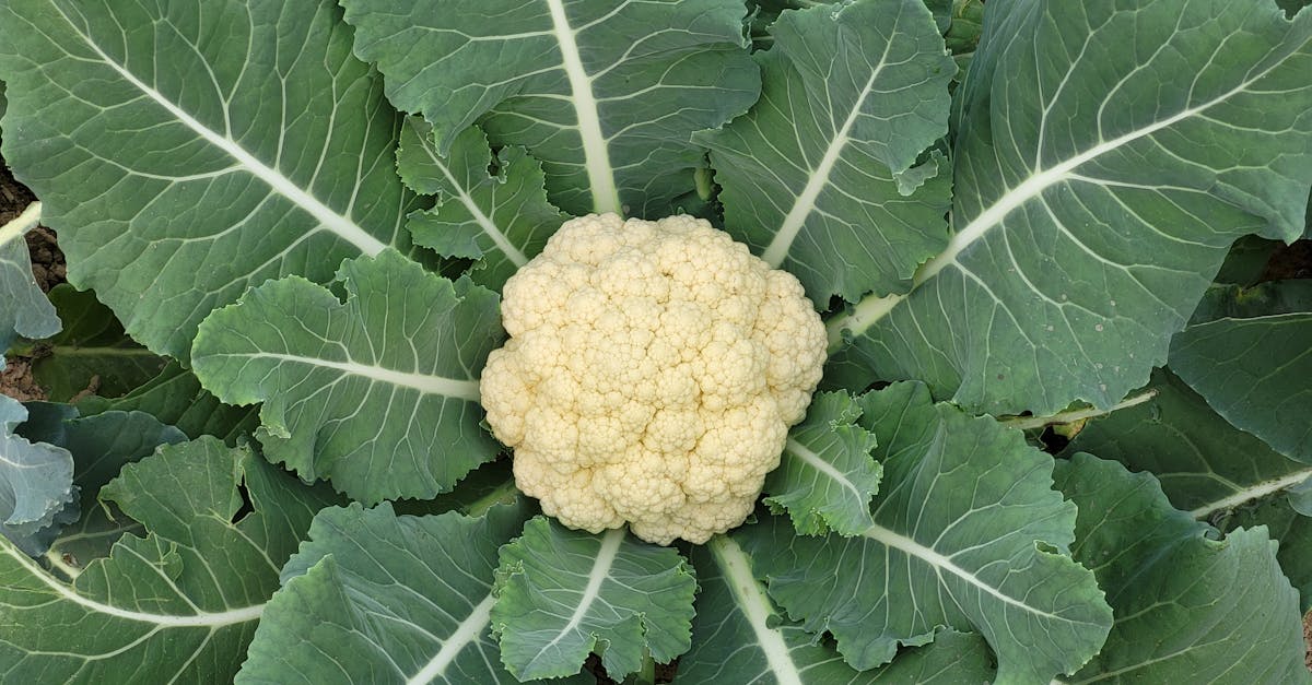 découvrez l'univers 'culinary' : recettes savoureuses, astuces de chefs et conseils pour sublimer votre cuisine au quotidien. inspiration, techniques et tendances gastronomiques vous attendent !