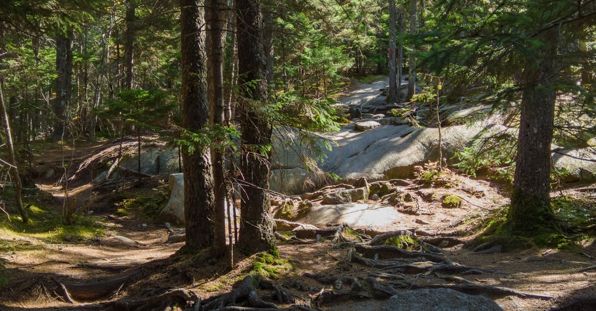 découvrez une lingerie durable, conçue à partir de matières écologiques. alliez élégance, confort et respect de l’environnement avec notre sélection de sous-vêtements responsables.